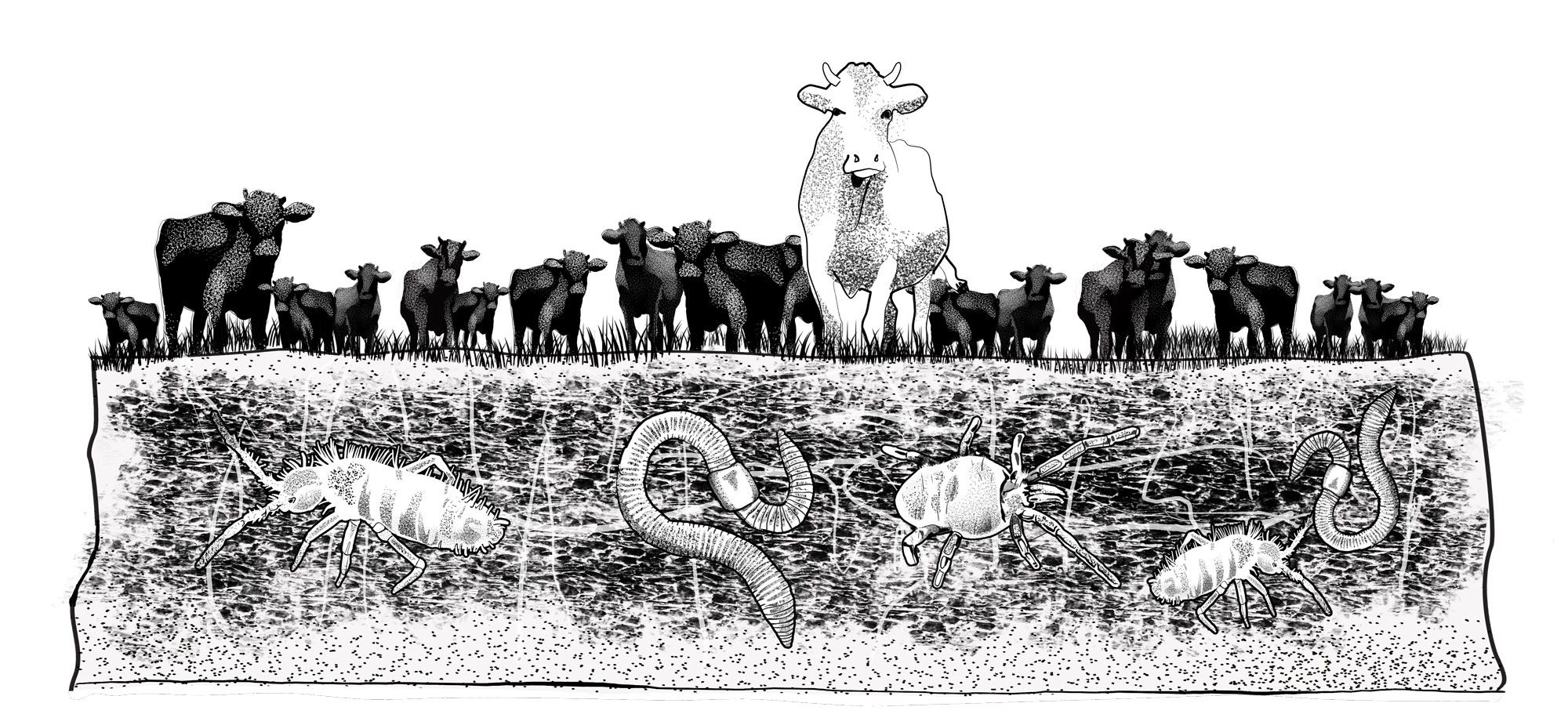 Querschnitt mit 20 Kühen drauf und Bodenqorganismen im Boden