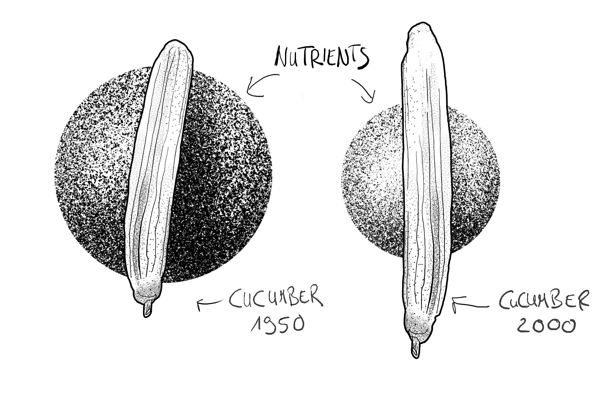 Die Nährstoffdichte von zwei Gurken (1950 vs. 2000) im Vergleich