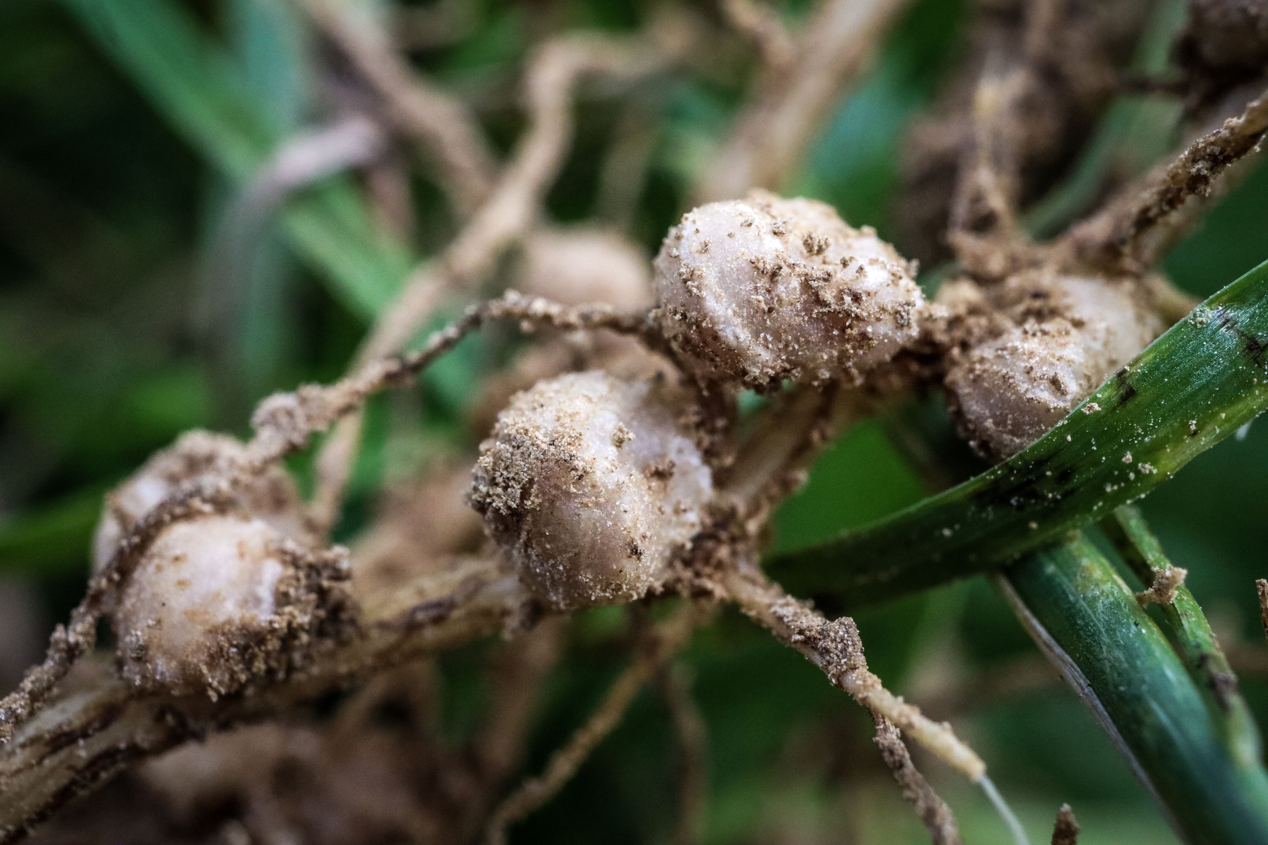 "Knöllchen"-Symbiose an einer Sojapflanze, in deren Wurzeln Rhizobien-Bakterien leben.